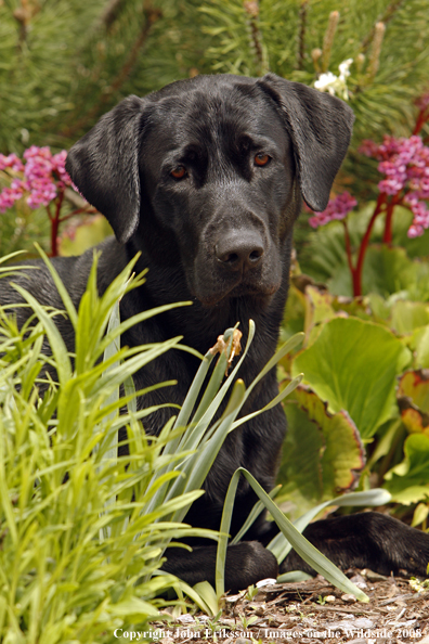 Black Labrador Retriever 