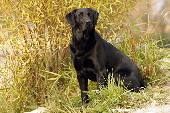 Black Labrador Retriever