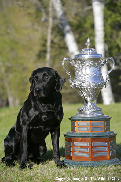 Black Labrador Retriever in field