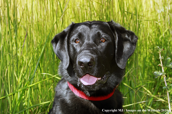 Black Labrador Retriever