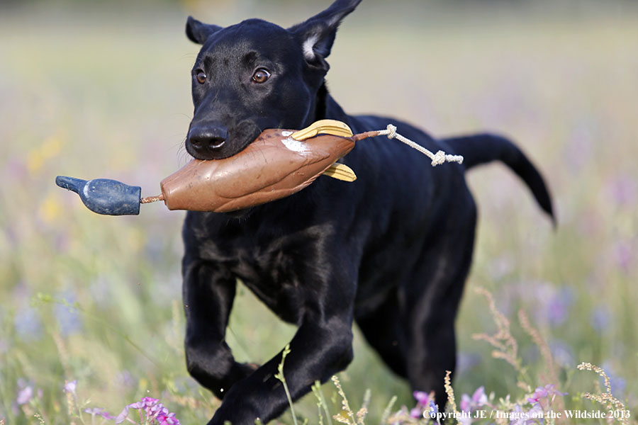 Black Labrador Retriver puppy playing with toy.