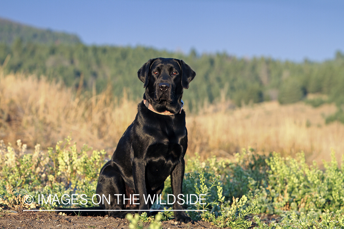 Black Labrador Retriever in field.