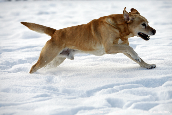 Yellow Labrador Retriever in field