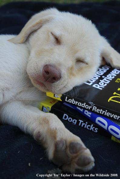 Yellow Labrador Puppy