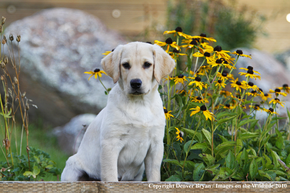 Yellow Labrador Retriever Puppy 