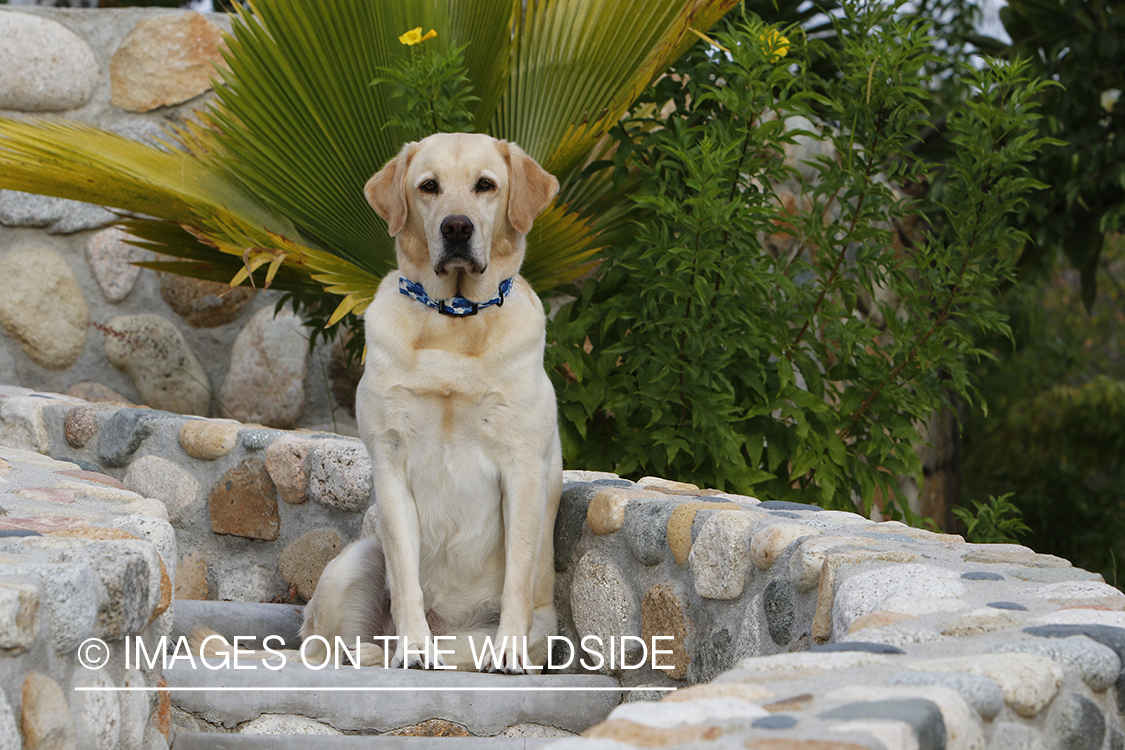 Yellow lab on cobble steps.