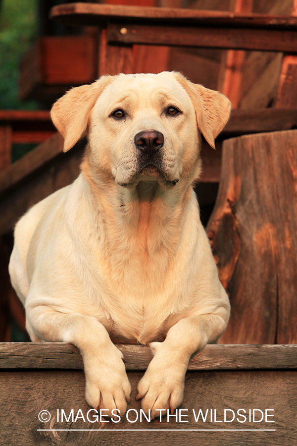 Yellow lab on deck.