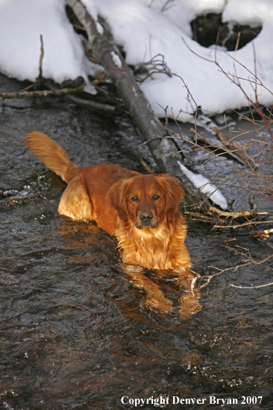 Golden Retriever in the water.