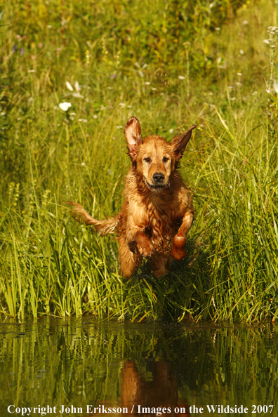 Golden Retriever leaping into water