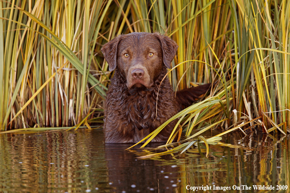 Chesapeake Bay Retriever