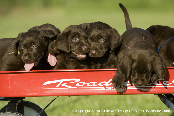 Chocolate Labrador Retriever puppies.