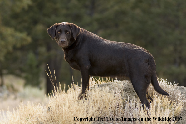 Chocolate labrador