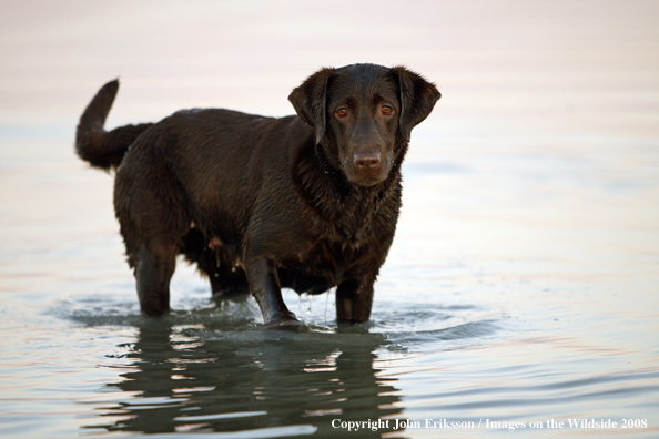 Chocolate Labrador Retriever