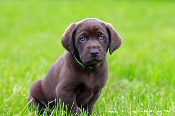 Chocolate Labrador Retriever Puppy