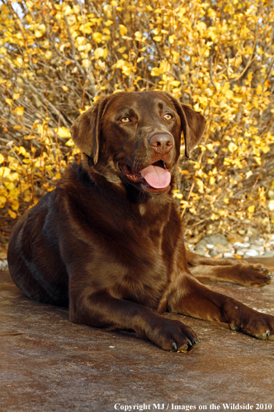 Chocolate Labrador Retriever