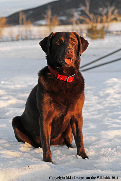 Chocolate Labrador Retriever sitting in snow