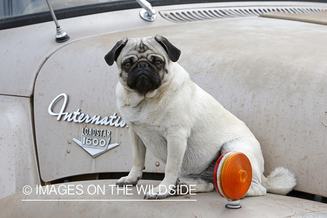 Pug on old International truck.