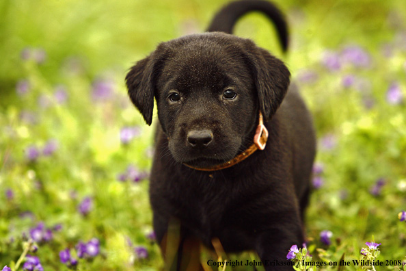 Black Labrador Retriever pup