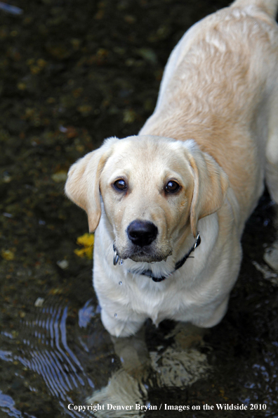 Yellow Labrador Retriever Puppy