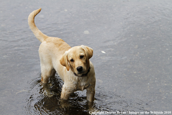 Yellow Labrador Retriever Puppy in water. 