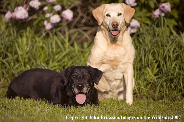 Black and Yellow Labrador Retrievers