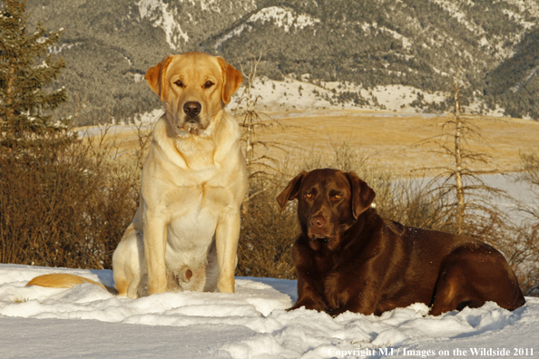 Yellow and Chocolate Labrador Retrievers in snow.