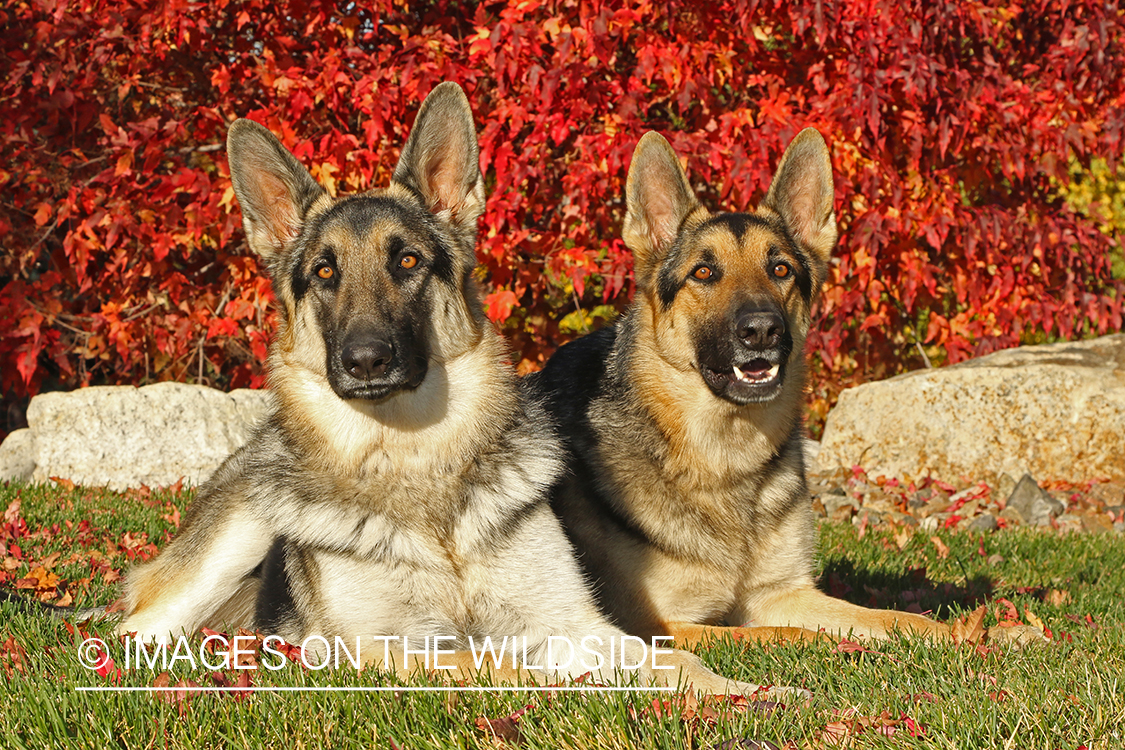 German Shepherds sitting in front of red fall tree.