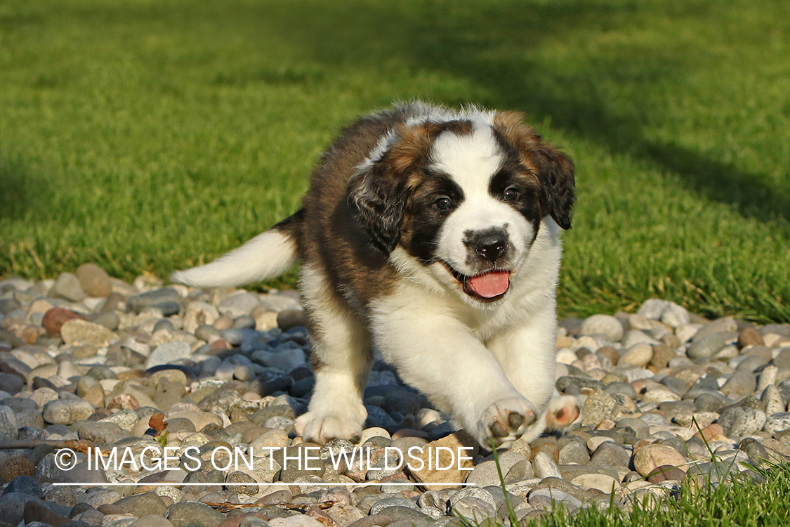 St. Bernard puppy. 