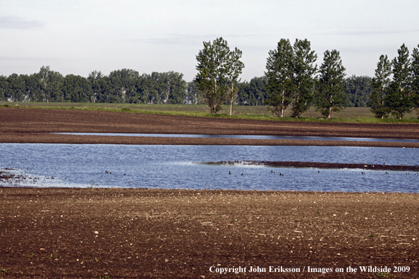 Flooded crop fields