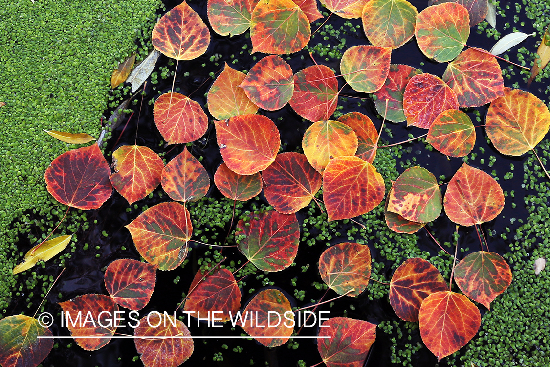 Aspen leaves and duckweed on pond.