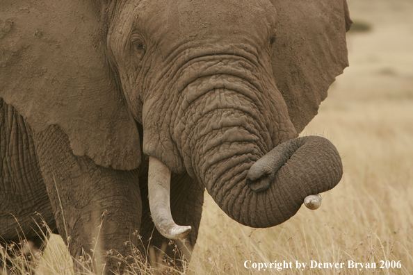 African Elephants