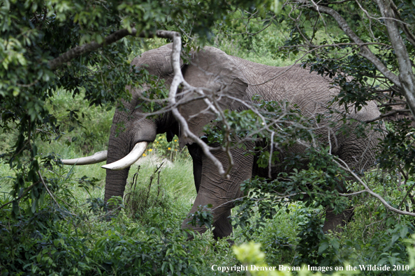 African Bull Elephant 