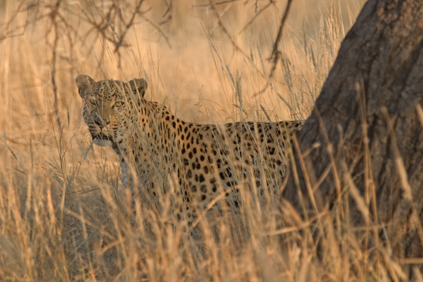 Leopard in habitat. Africa