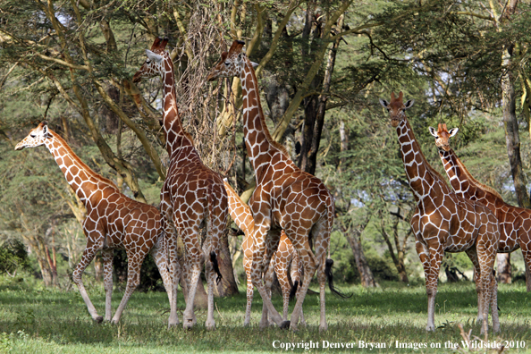 Reticulated Giraffe 