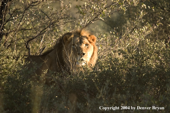 Male African lion in habitat. Africa