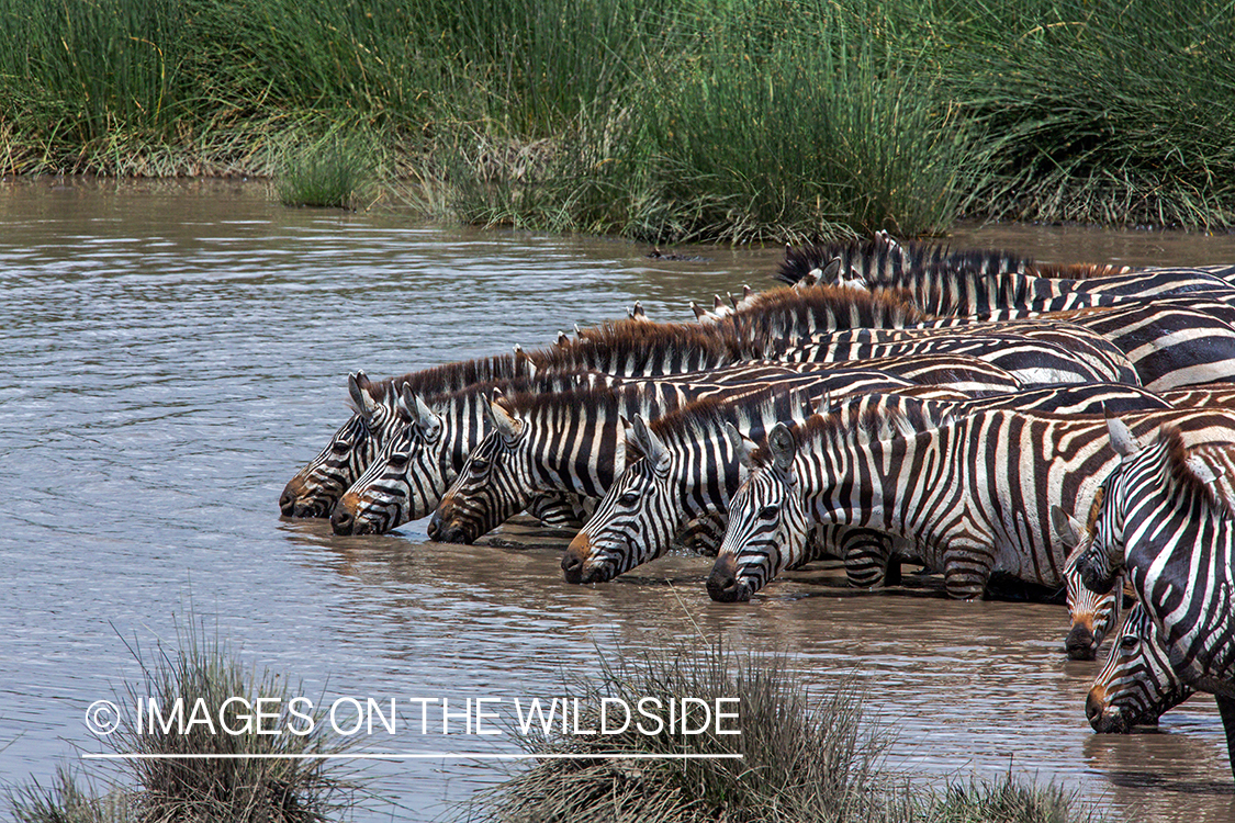 Herd of Zebra in habitat.