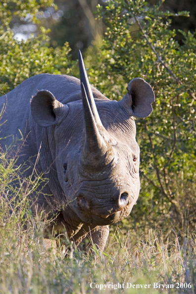 Black rhino in Africa.