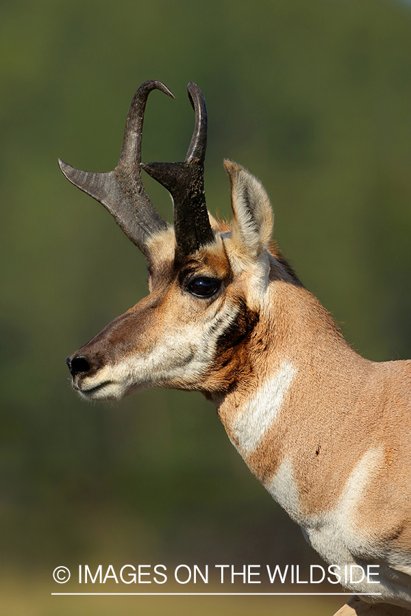 Pronghorn Antelope buck in habitat.