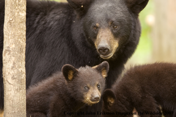 Black mother bear with cubs in habitat