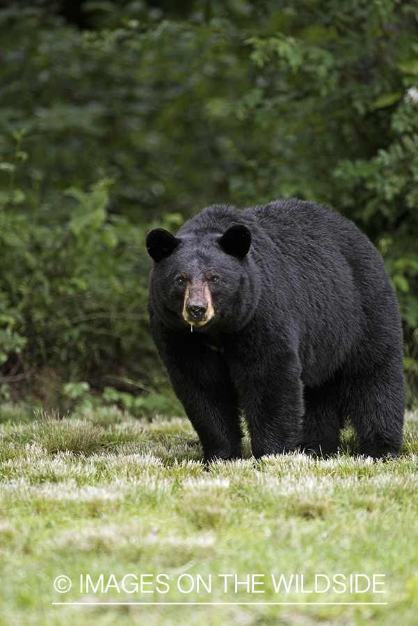 Black Bear in habitat. 