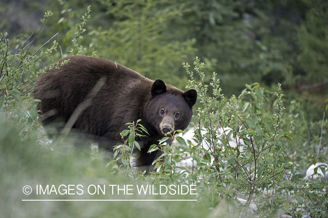 Black bear in habitat.