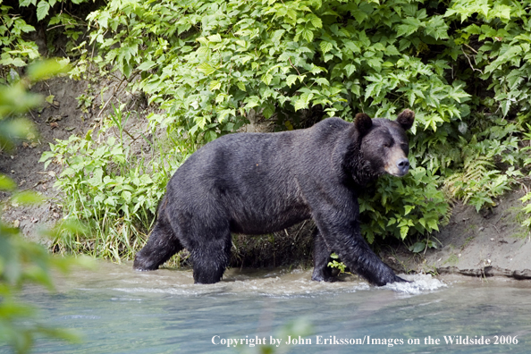 Brown bear in river.