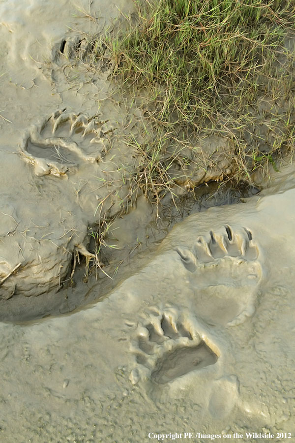 Brown Bear tracks, in Alaska.