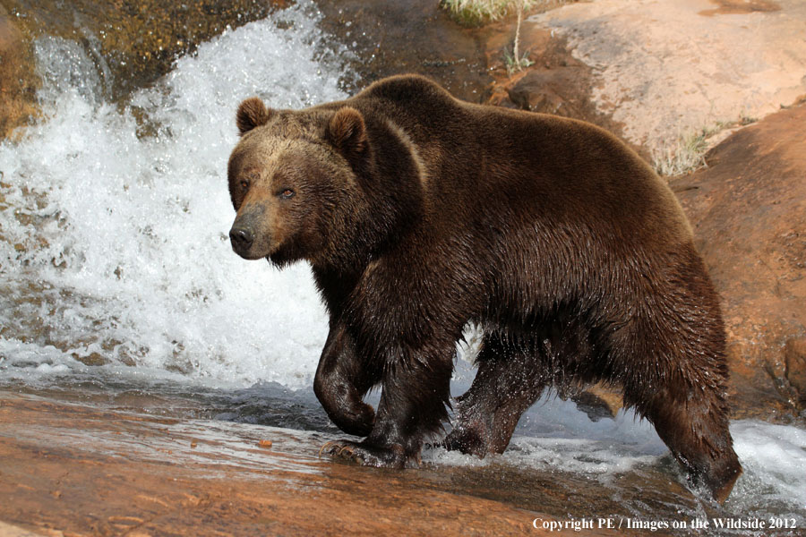 Grizzly Bear in habitat.