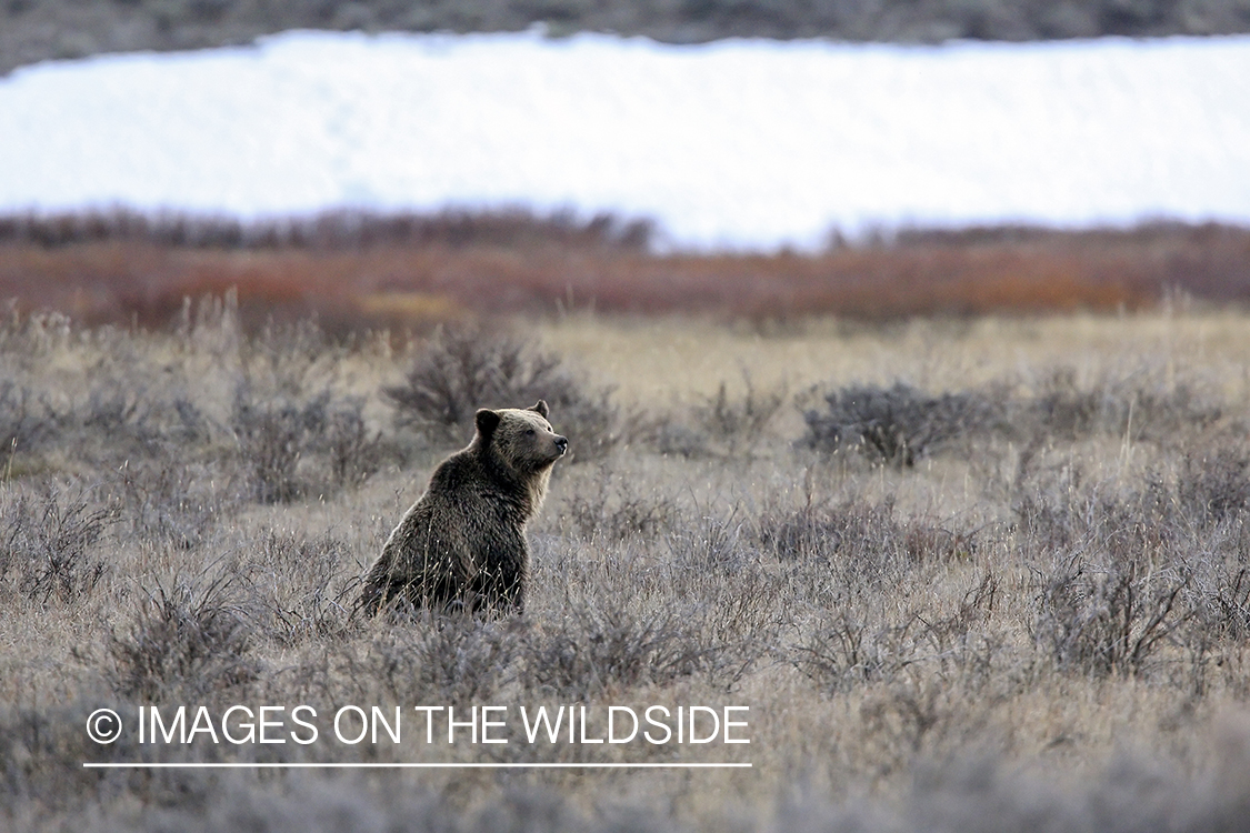 Grizzly Bear in habitat.