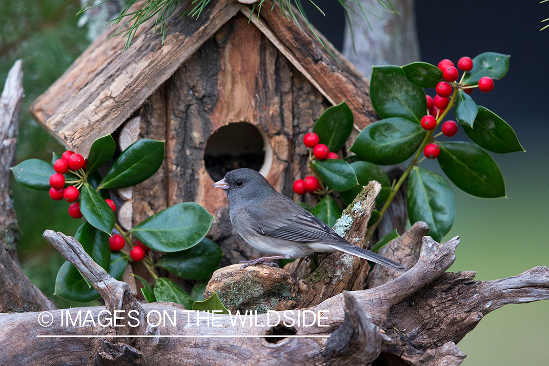 Dark eyed junco in habitat. 