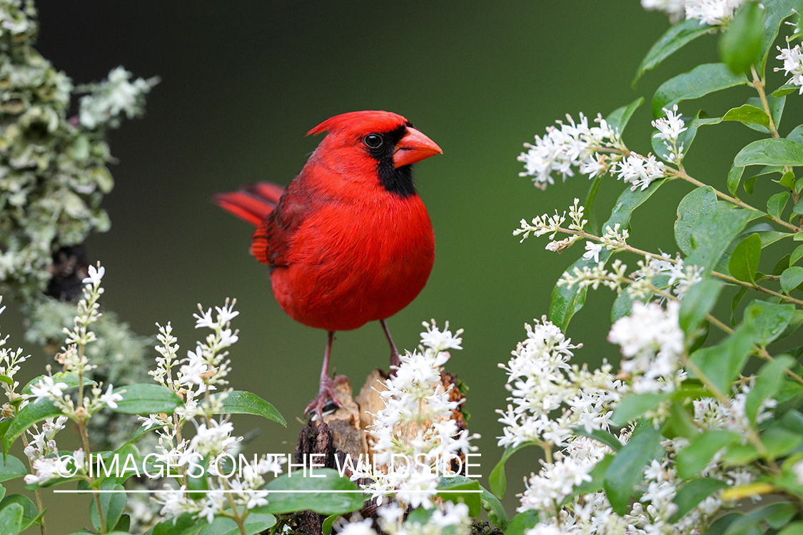 Northern cardinal in habitat.