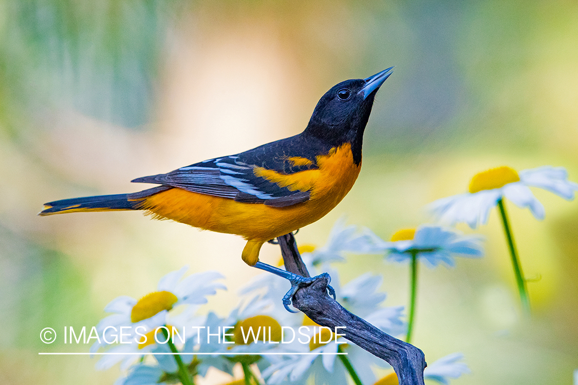 Baltimore Oriole on branch.