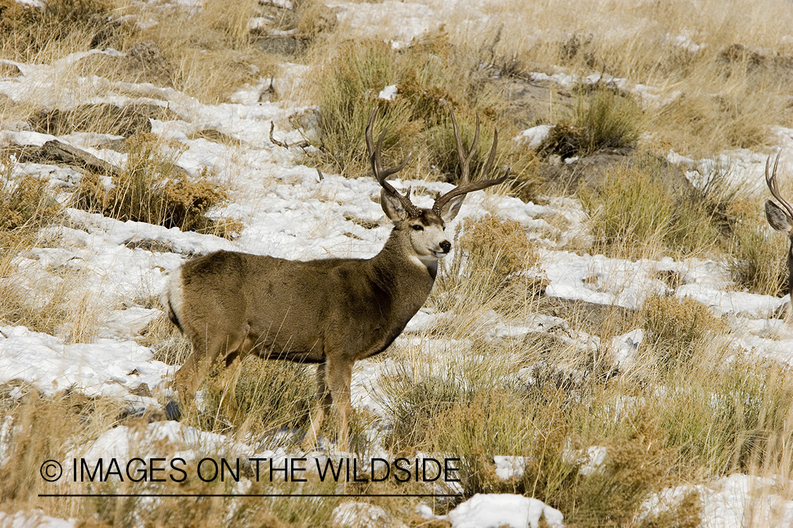 Mule deer in habitat.