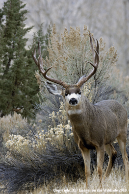 Mule deer in habitat